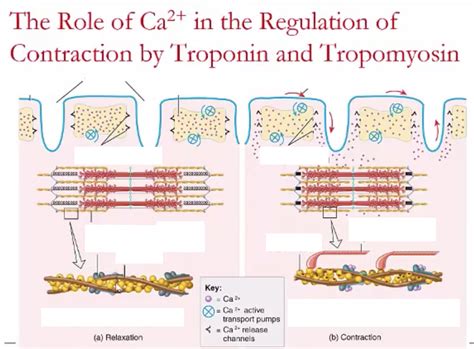 Role Of Ca In The Regulation Of Contraction By Troponin Tropomyosin Diagram Quizlet