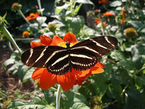 The Exquisite Zebra Longwing Floridas Official State Butterfly