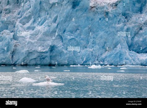 Arctic Ice Glacier Blue Environment Enviroment Desert Wasteland Arctic