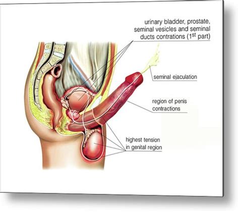 Male Sexual Response Art Print By Asklepios Medical Atlas Hot Sex Picture