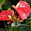 Leaves Diseases Of Anthurium Care Plants  Photo And Instructions