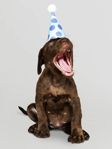 Free Psd Adorable Labrador Retriever Puppy Wearing A Party Hat
