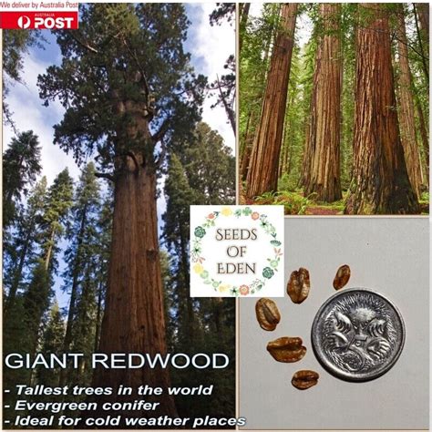 Giant Redwood Seedssequoiadendron Giganteum Ebay