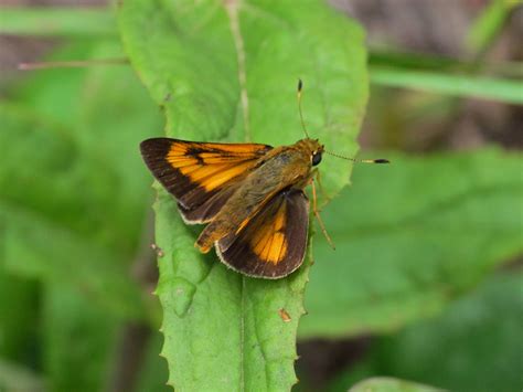 Byssus Skipper Alabama Butterfly Atlas