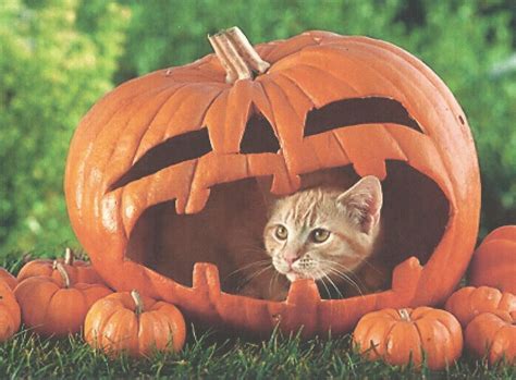 Cute Cat Halloween Wallpaper 65 Images