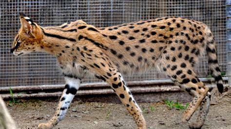 Browse our list of cats and kittens breed like savannah, bengals, chausies, cheetos and more. Savannah Cat - All About Savannah Cats - YouTube