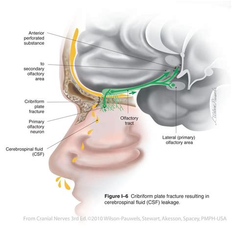 cranial nerves cranial nerve i olfactory nerve sensory major functions sense of smell