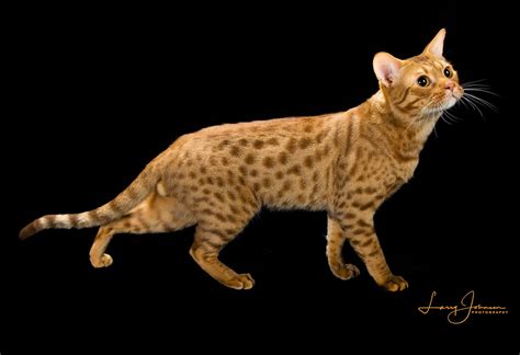 12 Rare Cat Breeds You Probably Didnt Know About