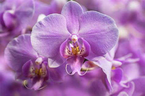 Purple Dream Moth Orchids Photograph By Jenny Rainbow Fine Art America