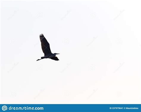 Silhouette Over White Sky Of Flying Heron Stock Image Image Of Africa