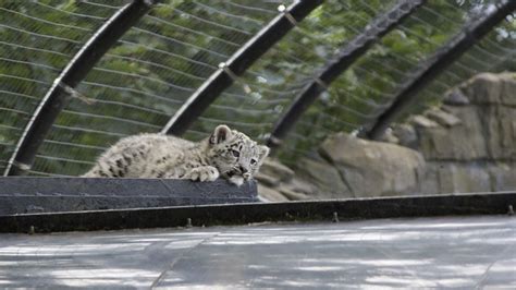 Snow Leopard Cub Lakeland Wildlife Oasis Near Milnthorpe Cumbria Uk