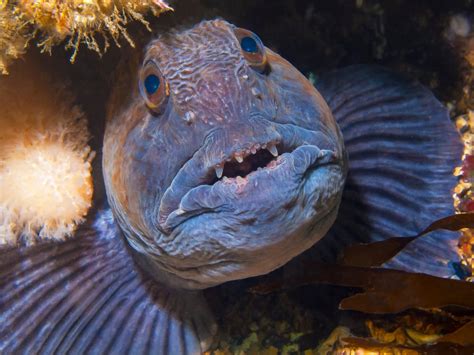 Freshwater Wolf Fish Species