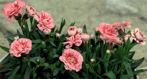 Beautiful Carnation Flower 99