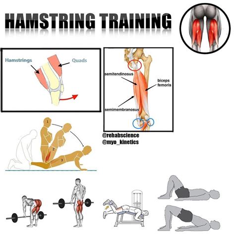 hamstrings workout improve hamstring strength and definition gym workout tips
