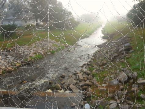Webs In The Mist Rspiders