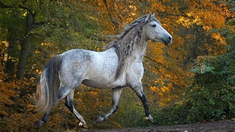 Andalusian Horse Desktop Widescreen Wallpaper 76025 Baltana