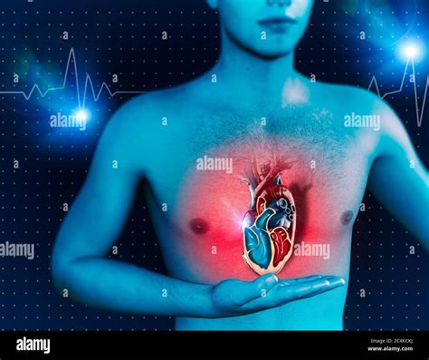 Man And Heart Human Anatomy Heart Beat And Attack Cardiac Medical Examination Cardiac