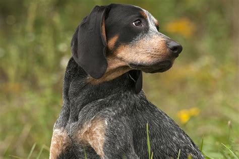 Bluetick Coonhound Dog Breed Profile