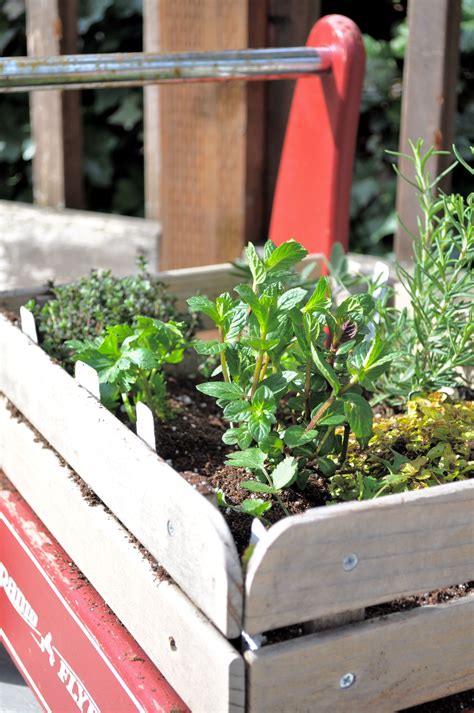 How to Plant a Thriving Herb Garden (With images) | Plants, Backyard garden