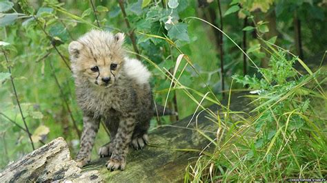 Bbc News In Pictures Rare Northern Cheetah Cubs At