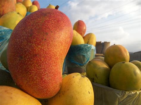 Mangos! King of Fruits - Imagine-Mexico.com
