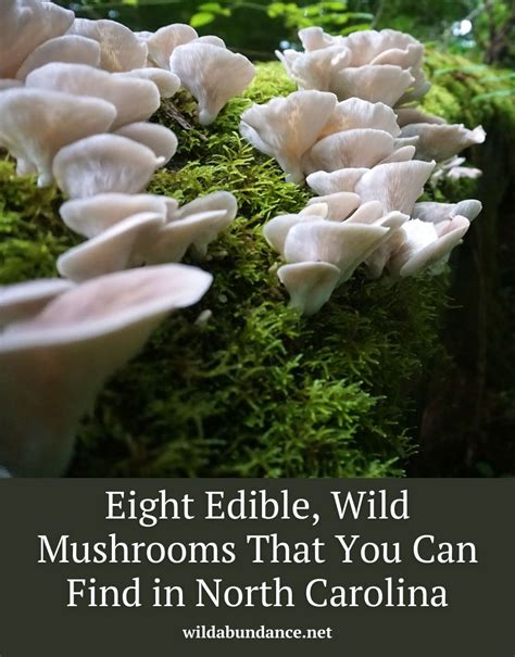Edible Wild Mushrooms That You Can Find In North Carolina In 2023