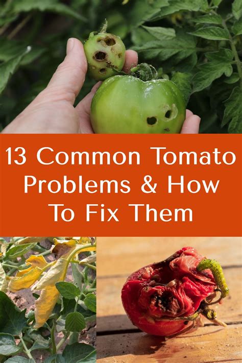 13 Common Tomato Problems And How To Fix Them In 2021 Tomato Tomato