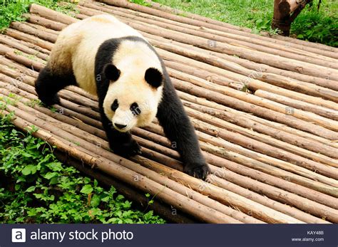 Giant Panda At The Chengdu Research Base Of Giant Panda Breeding