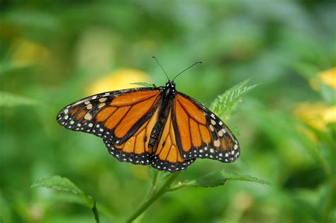 Le Saviez Vous Le Papillon Monarque Migre En Automne Le Saviez Vous