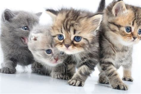 If These Cute Cats Dont Make You Smile You Might Be