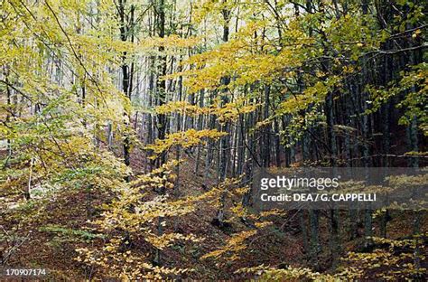 Casentino Forest National Park Photos And Premium High Res Pictures