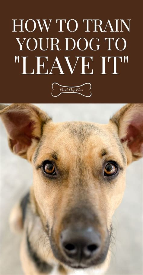 How To Train Your Dog To Leave It Proud Dog Mom Dog Behavior