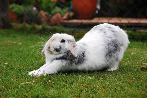 A Bunny Is Laying In The Grass With Its Paws On It S Face