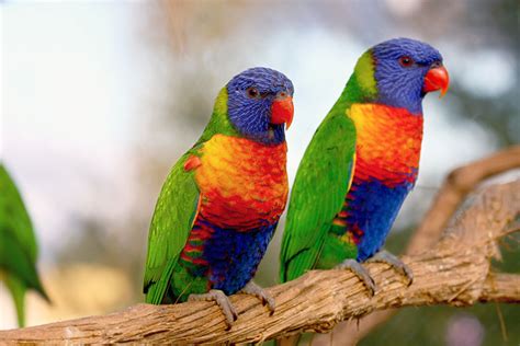 The Different Types Of Parrot Parrots Guide Omlet Uk