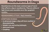 Home Remedies Roundworms