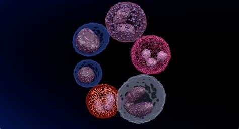 White Blood Cells Leucocytes 3d Model Blend