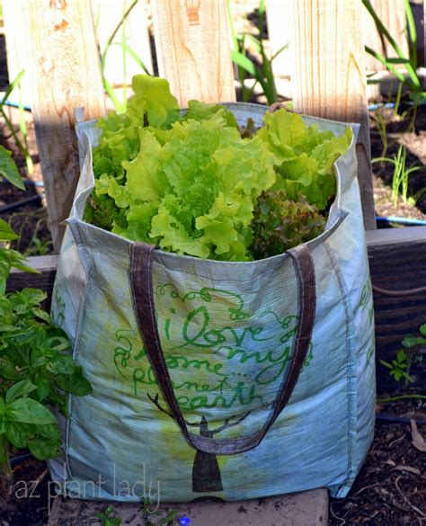 Start Your Own Lettuce Seedlings In Recycled Plastic Containers
