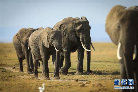 World Elephant Day 2014 - China.org.cn