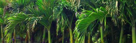 Double Palm Tree Palmco Florida