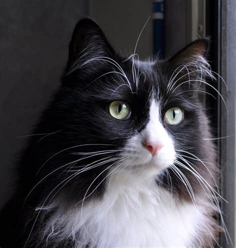 Tuxedo Cat Breeds Long Hair Pets Lovers