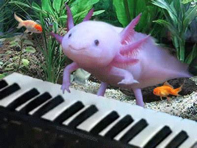 Minecraft axolotls will enter 'love mode' if you give them a bucket of tropical fish (you need the bucket here; シンガポール新生物か!? 川の中に不思議な生物発見! | ハロアジはシンガポール情報 サイトです。