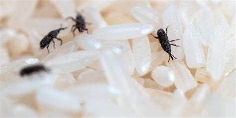 Tiny Black Bugs In Kitchen How To Eliminate Them Effectively Garden