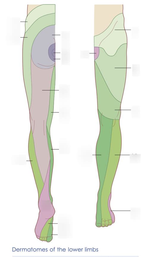 Posterior Lower Limb Dermatomes Diagram Quizlet