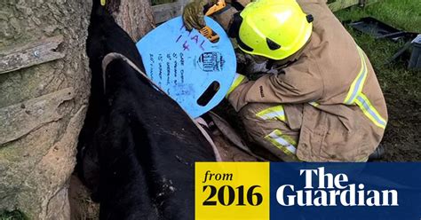 Cow Trapped In Tree An Unusual Rescue For Firefighters Yorkshire