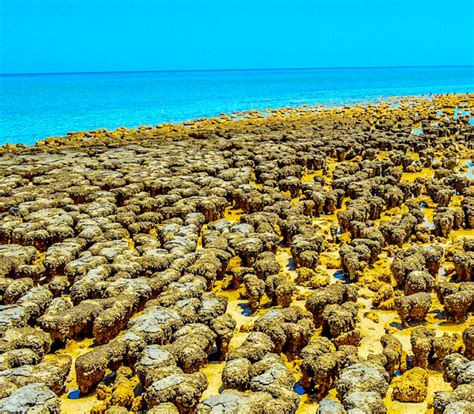 Stromatolites At Shark Bay Western Australia Photo Taken By Stuart
