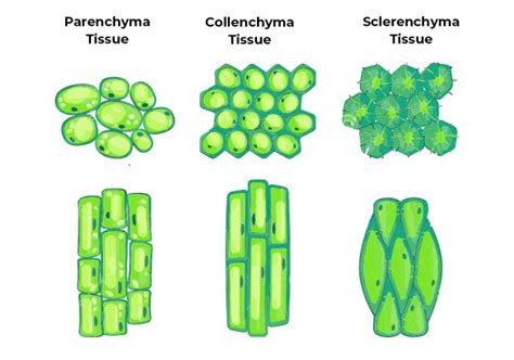 Permanent Tissues Class 9 Biology Geeksforgeeks