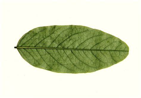 9 Leaf Textures