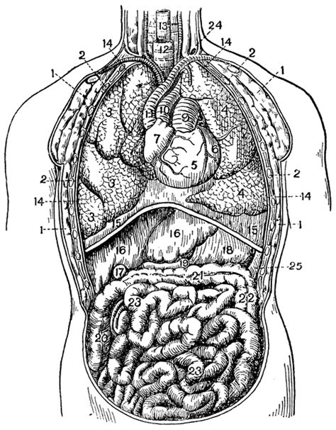 Human Anatomy Lower Right Abdomen