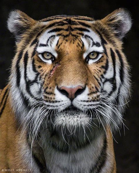 ~~scarred ~ Tiger Portrait By Wolf Ademeit~~ Big Cats