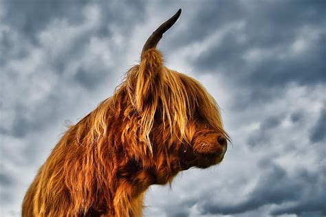 Highland Cow Profile Scotland Photograph By Stuart Litoff Pixels